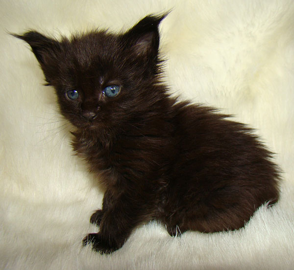     Catsvill County!   !    !       !!!    Catsvill County +7-926-544-74-09     .   ,   ,   ,    ,   ,  ,     ,   -,    ,   !